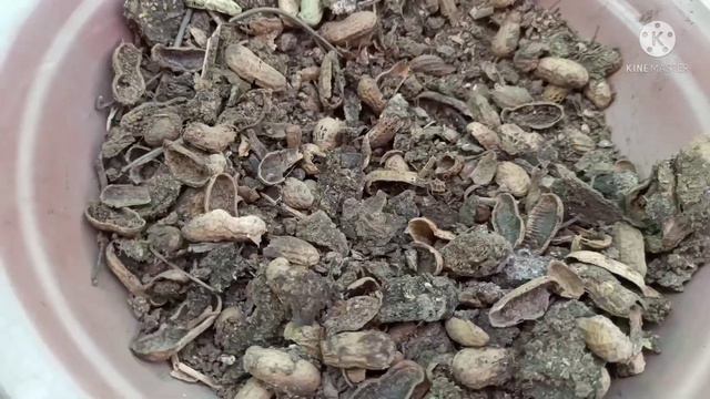 473 - Kal maine Rs.10 -15 wali choti si basket me kiya grow kiya/Adenium/waterLily смотреть онлайн
