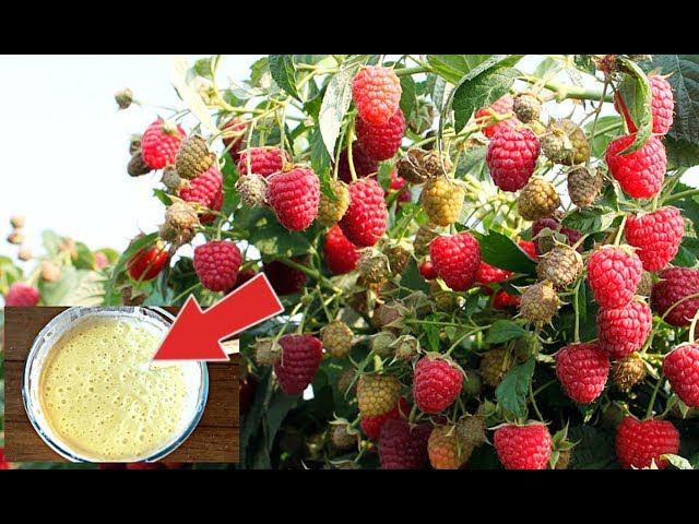 Малины будет море после этой подкормки! Чем подкормить малину летом?? смотреть онлайн