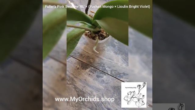 Ph. Fuller's Pink Swallow 'RL' × (Yushan Mongo × Lioulin Bright Violet) смотреть онлайн