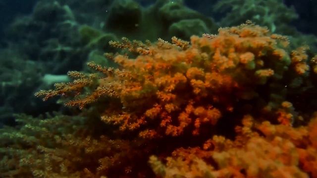 ЗАГАДОЧНАЯ КРАСОТА ПОДВОДНОГО МИРА.