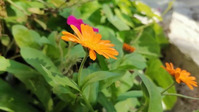 КАЛЕНДУЛА Ноготки