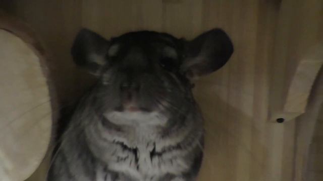 ЗВУКИ ШИНШИЛЛ/ ЕСЛИ ШИНШИЛЛА КРИЧИТ смотреть онлайн