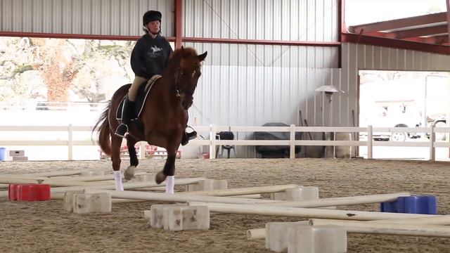 Cavaletti Training for Horses with Erika Jansson, Dressage Trainer смотреть онлайн