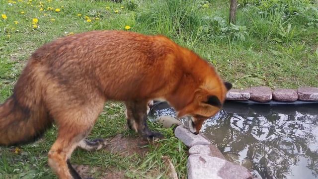 Лиса Василиса в режиме Енот смотреть онлайн