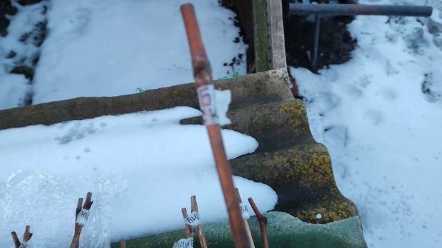 Пришла посылка с черенками винограда от Юрия Ефремова. Распаковка и обзор сортов. смотреть онлайн