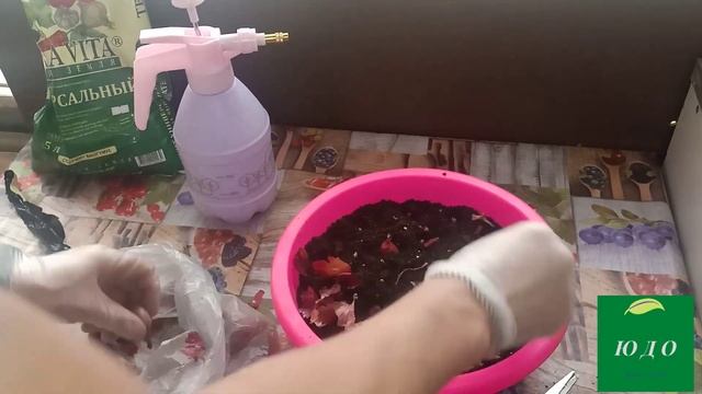 Лук севок Сажаем дома зелёная масса на обед .Дача смотреть онлайн