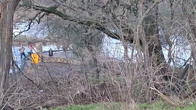 В Калифорнии очень много оленей... Река разлилась, животные ходят по людским дорогам... смотреть онлайн