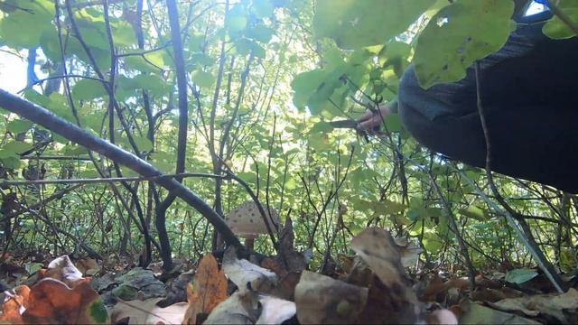 Вкусные рецепты с грибами