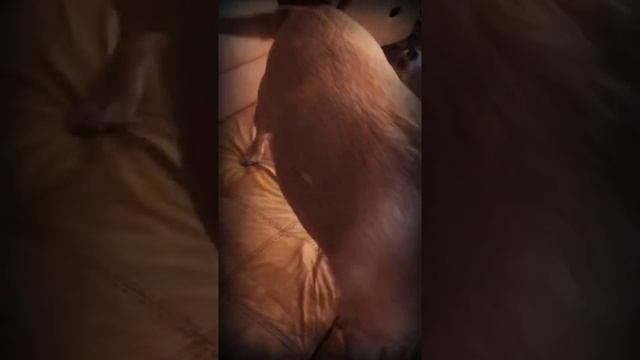 Котёнок Тиша, у нас пополнение в семье. смотреть онлайн
