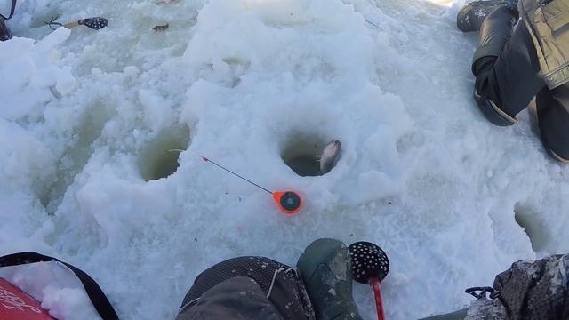 МОТОСОБАКА УБЕЖАЛА! ПОТЕРЯЛИ ГЛАВНОГО РЫБАКА! Рыбалка на лесной речке смотреть онлайн