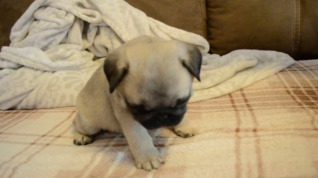 Юный мопс смотреть онлайн