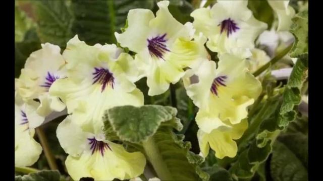 Стрепокарпус домашний цветок смотреть онлайн