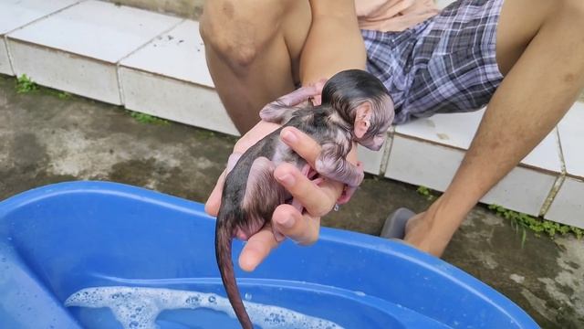 morning shower on the third day baby monkey Cila, cute and adorable Full HD смотреть онлайн