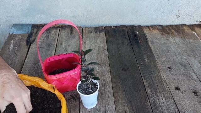 Replantare Aeschynanthus Mona Lisa