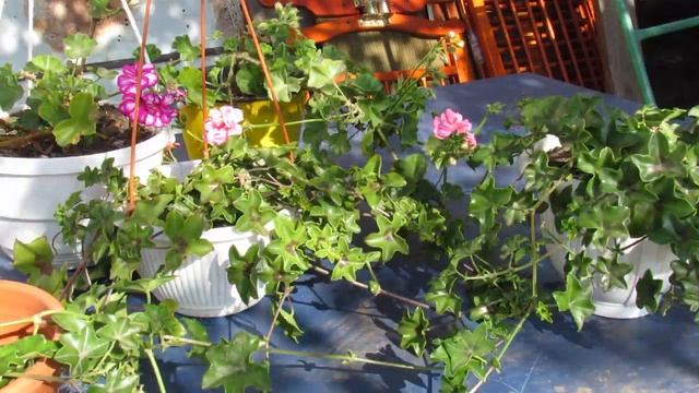 ЗАНЕСЛИ ГЕРАНЬ ПОЖЕЛТЕЛИ ЛИСТЬЯ ПОЧЕМУ И ЧТО ДЕЛАТЬ смотреть онлайн