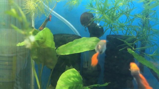 Гуппи Кои Тукседо ( Guppy koi tuxedo ) 1 смотреть онлайн