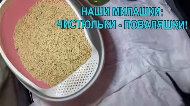 Порода - Египетская Мау. Котята. Коты. Кошки. смотреть онлайн