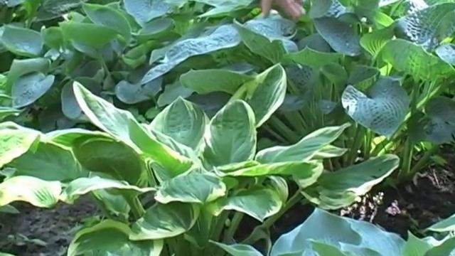 Hosta Garden Video Tours 5 смотреть онлайн
