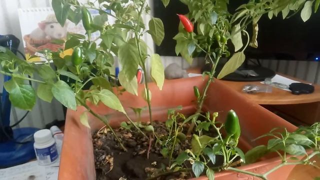 Комнатный острый перец чили на подоконнике смотреть онлайн