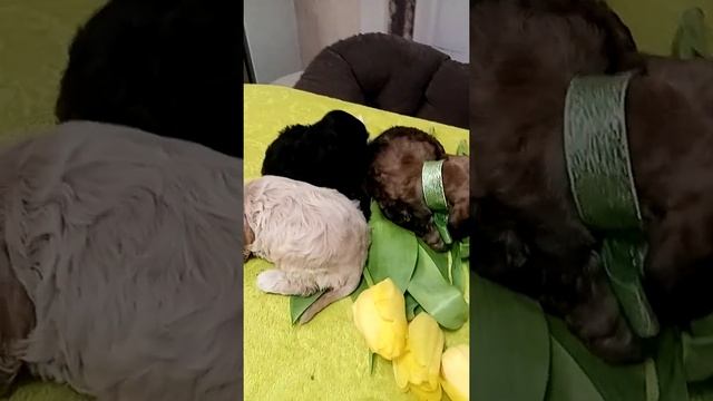 три девицы под окном.... смотреть онлайн