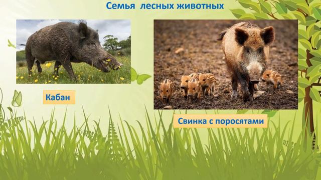 Видео - урок. Тема: "Мамы и их детеныши" смотреть онлайн