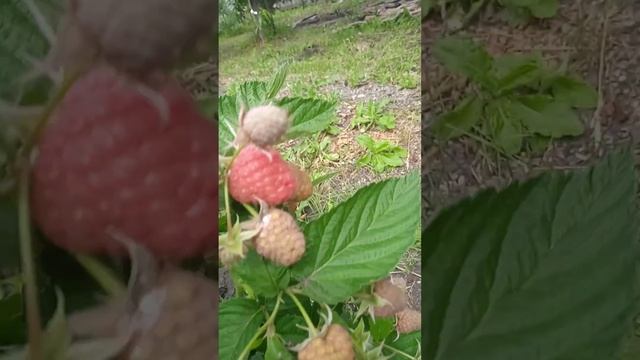самая крупная малина сказка смотреть онлайн