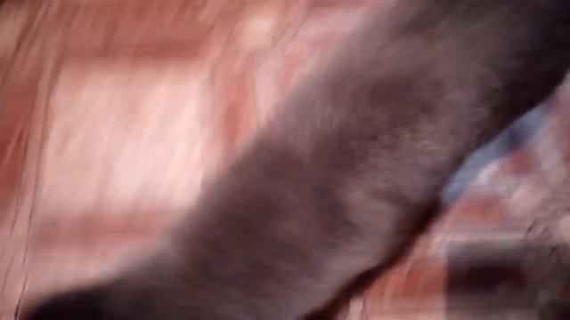 Кот Феликс смотреть онлайн