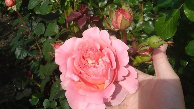 Rose//Etrusca Barni//Роза Этруска, Барни ч/г 2006 г! Даже коллекционер мечтает иметь её в саду! смотреть онлайн