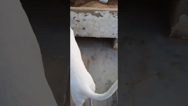 Dogo argentino 7 months puppy danger смотреть онлайн