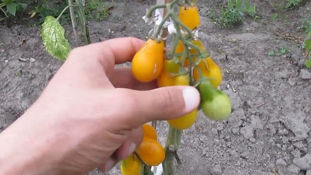 Томаты "Медовая капля" - помидоры на моем огороде смотреть онлайн