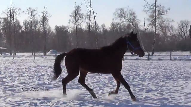Русская рысистая Трапеция 2015 смотреть онлайн