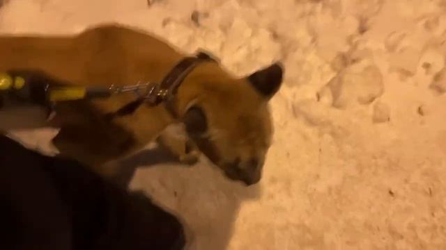 Прямой эфир. 28 ноября - Нагло нарушаем закон у Дом Тигра ? смотреть онлайн