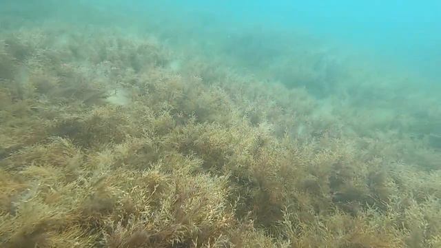 Дайвинг Оленевка смотреть онлайн