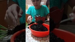 Гербера. Пересадка после покупки.