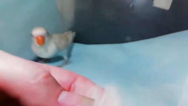 неразлучники Фишера смотреть онлайн