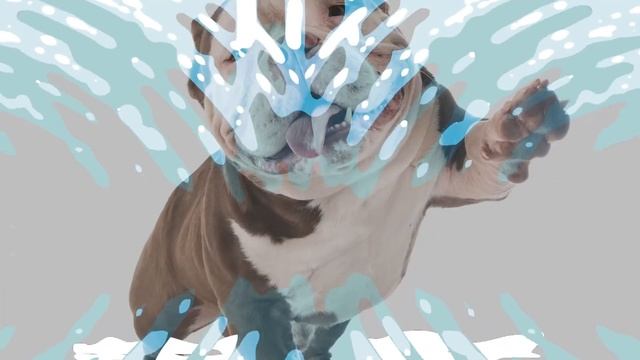 American Bully Dogs 101: Everything You Need To Know - Is It the Right Dog for You? смотреть онлайн