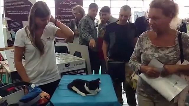 Felix, Il Gatto A Trazione Anteriore Ad Atuttacoda 2017 Con MicioGatto
