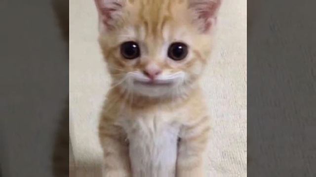 1000002246.mp4 смотреть онлайн