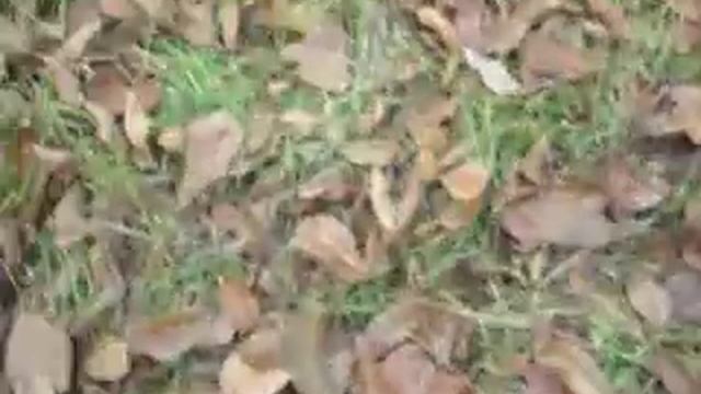 Посадка фундука з насіння смотреть онлайн