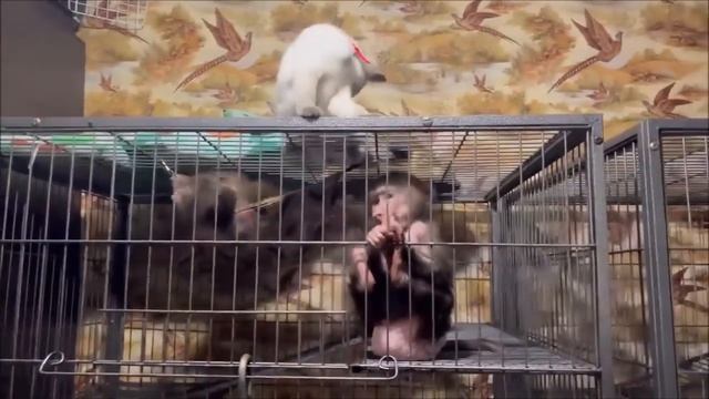 Эти любимые гамадрильи глаза напротив (Полная версия) смотреть онлайн