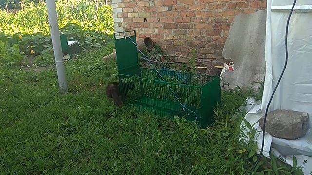 Живоловка, живоловушка, котоловка, крысоловка, ловушка для отлова животных (принцип работы) смотреть онлайн