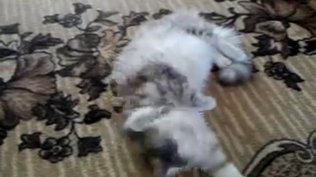 вот что значит мартвоская кошка смотреть онлайн