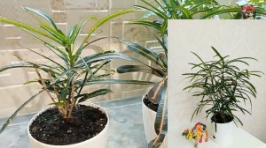 КРОТОН - КАРДИНАЛЬНАЯ ОБРЕЗКА, первые результаты месяц спустя: Rheedi, Red banana и Punctatum