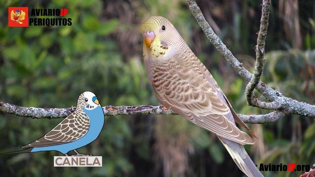 ✅ MUTACIONES DE PERIQUITOS AUSTRALIANOS del MUNDO 🌍 | Mutaciones de periquitos australianos #1 смотреть онлайн
