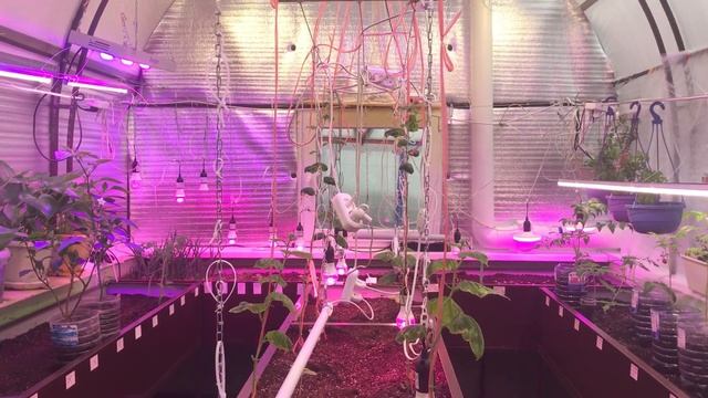 проект зимняя теплица. Обзор зимней теплицы. смотреть онлайн