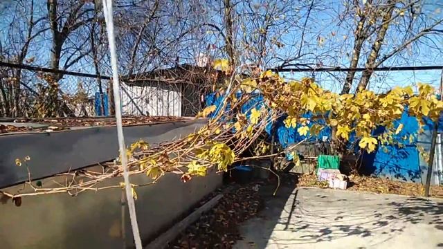 Подготовка к зиме винограда в теплице 2018 смотреть онлайн