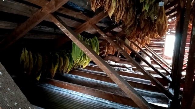 16 августа ферментация и сушка на чердаке дома, Обзор. смотреть онлайн