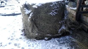 сарай для коров своими руками . - продолжение- краткий обзор. жизнь за городом.