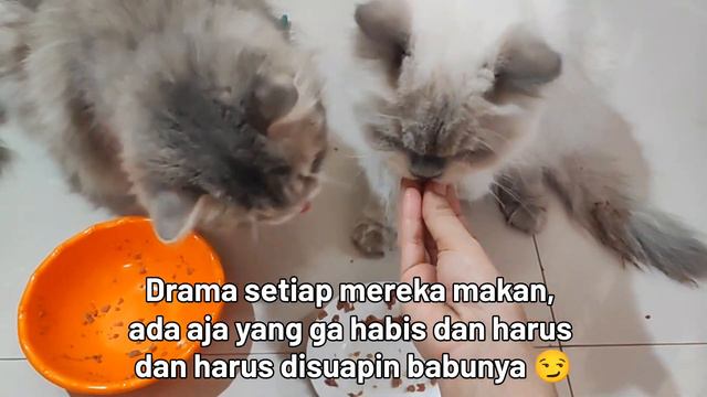 DRAMA MAJIKAN SETIAP MAKAN WETFOOD смотреть онлайн