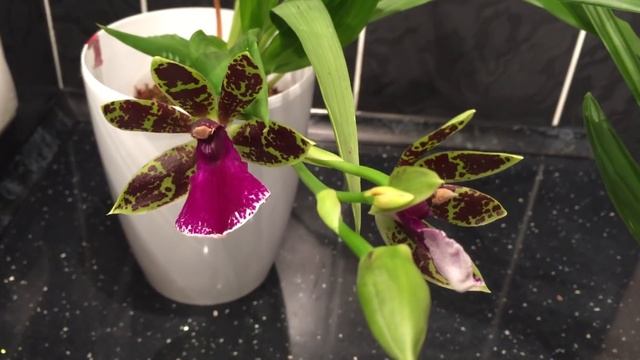 Детки орхидей.. прикорневые, из точки роста ... из пазуха... Примеры))) смотреть онлайн